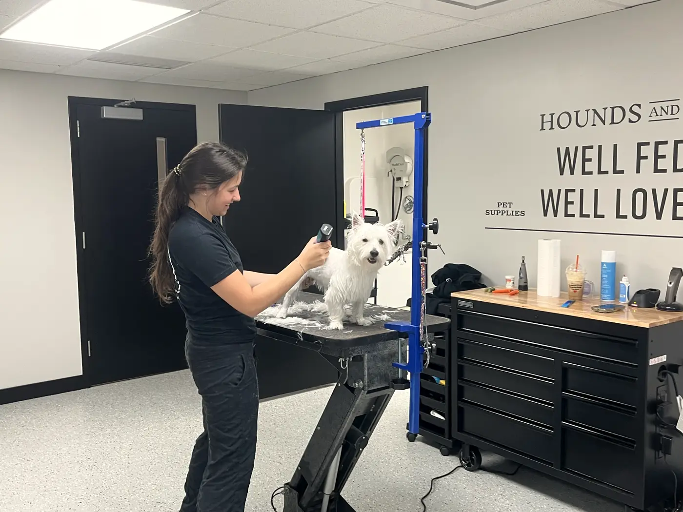 A groomer trimming a smiling white Westie on the grooming table