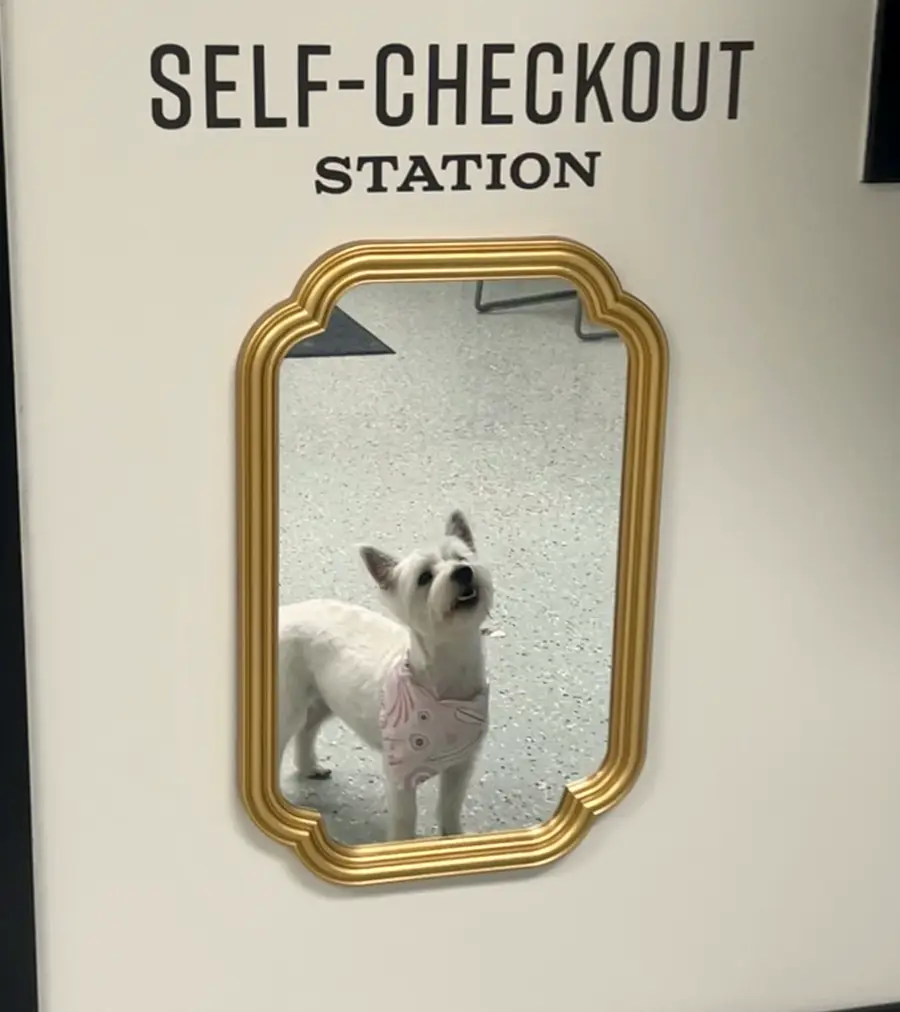 A freshly groomed Westie in a pink bandana reflected in a gold mirror under a Self-Checkout Station sign