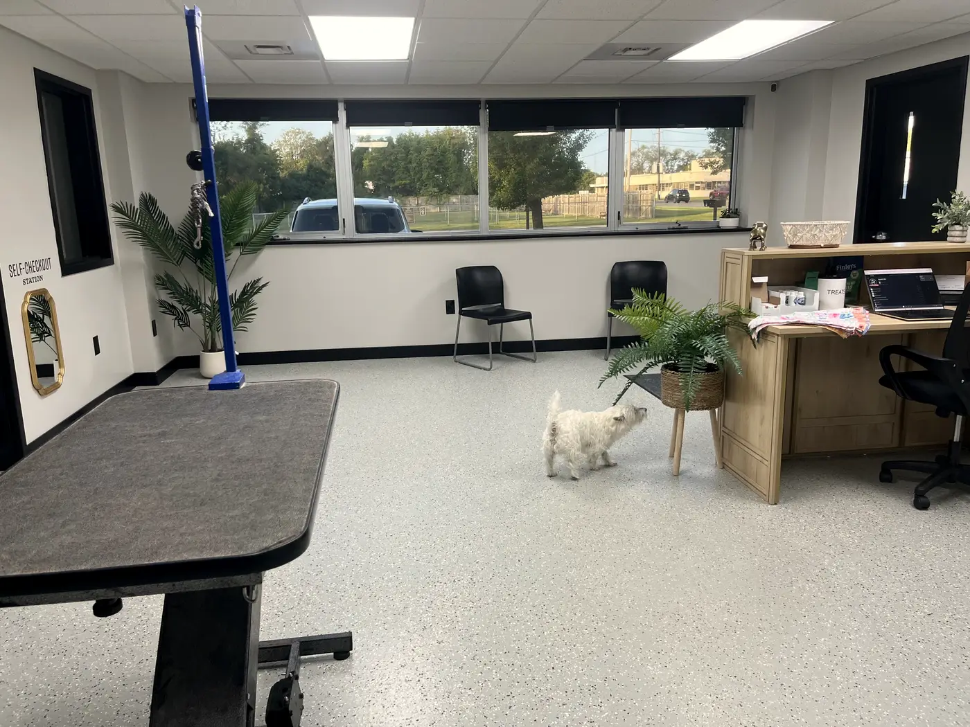 A bright grooming room with a grooming table, a front desk and a white Westie wandering past a potted fern